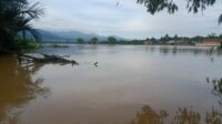 Sungai Ulim Meluap, Ratusan Hektar Sawah Terendam